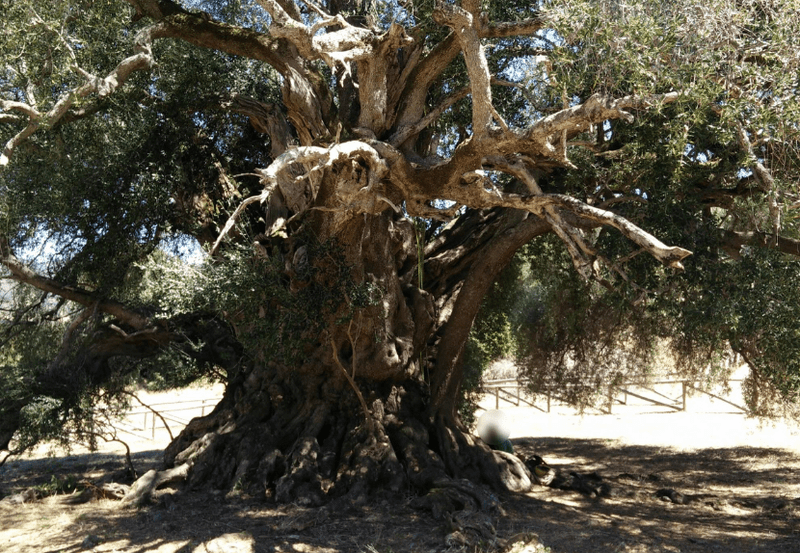 Secrets of Sardinia 2027 - Image 25