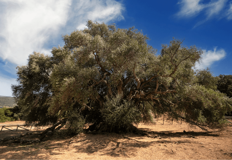 Secrets of Sardinia 2027 - Image 26