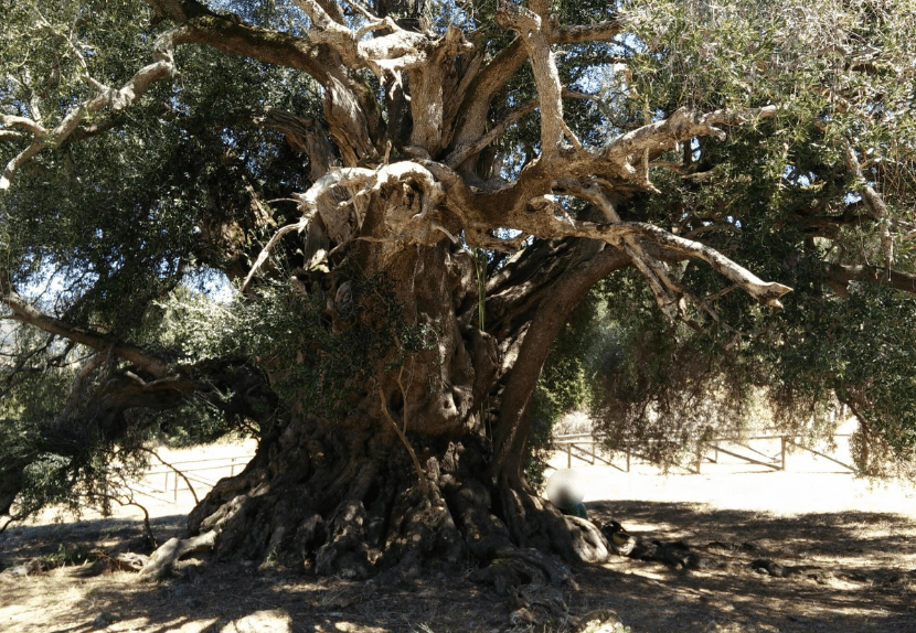Secrets of Sardinia 2027 - Image 25