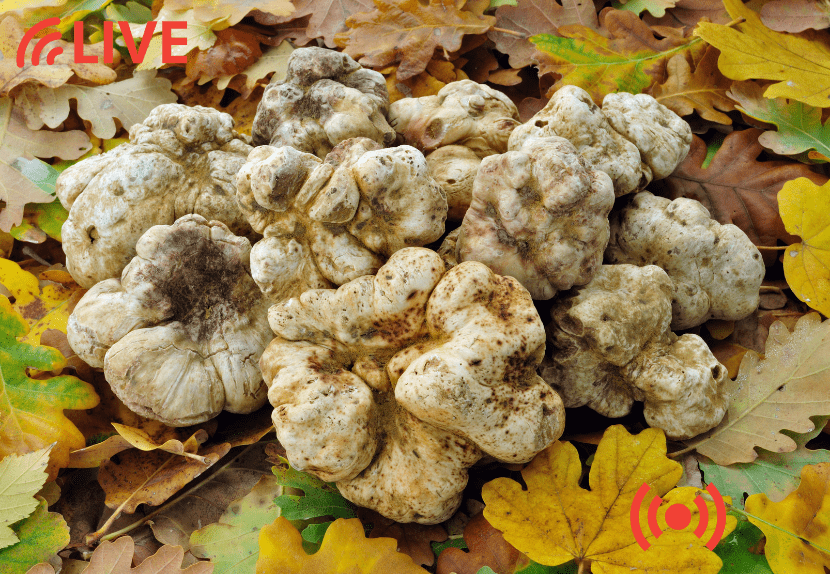 DECEMBER 2021 LIVE STREAM TOUR BUNDLE - Image 3